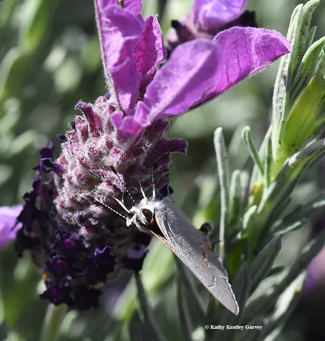 Hi, there! A gray hairsteak checks out the photographer. (Photo by Kathy Keatley Garvey)