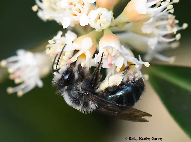 Andrena nigrocaerulea foraging in the cherry laurels in Vacaville, Calif. (Photo by Kathy Keatley Garvey)