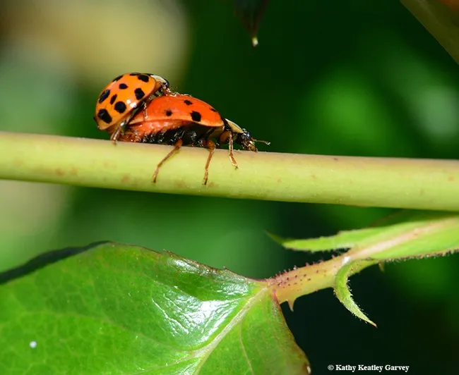 Bridal couple heads for some privacy. (Photo by Kathy Keatley Garvey)
