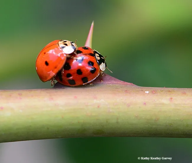 Don't let a thorn get in your way. (Photo by Kathy Keatley Garvey)