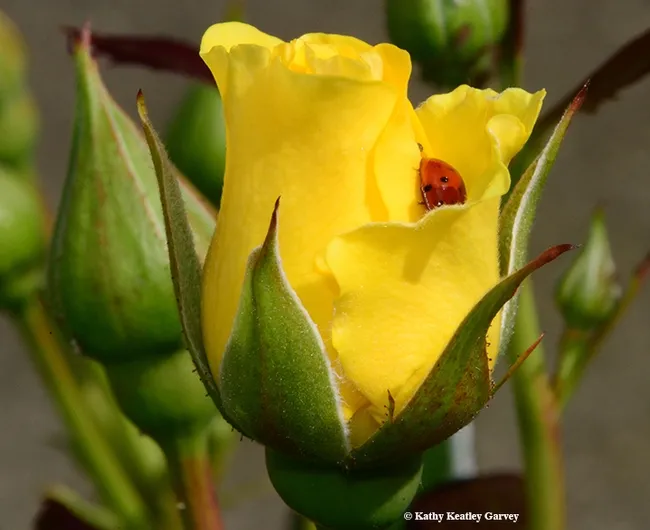 Just need a pillow of rose petals for the night. (Photo by Kathy Keatley Garvey. All images taken with a Nikon D800 and a macro lens, 105mm)