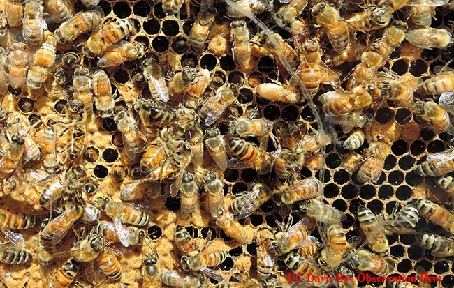 Honey bees at work in the UC Davis bee observation hive, to be displayed April 22 in Briggs Hall during the 103rd annual UC Davis Picnic Day. (Photo by Kathy Keatley Garvey)