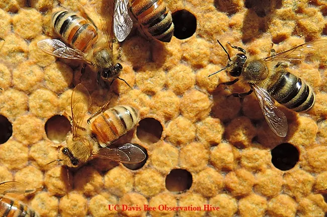 You can learn the ABCs of honey bees at Briggs Hall on Saturday, April 22, during the UC Davis annual Picnic Day. These bees are from a UC Davis bee observation hive. (Photo by Kathy Keatley Garvey)