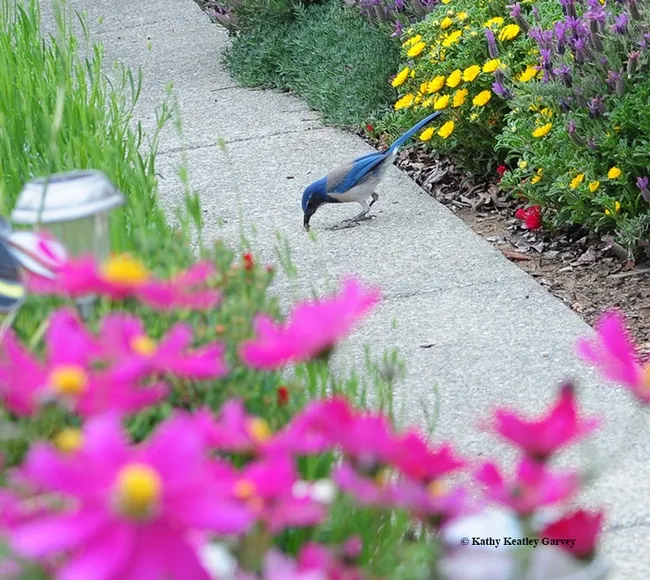 The California scrub jay decapitates the honey bee, avoiding the abdomen with the stinger. (Photo by Kathy Keatley Garvey)