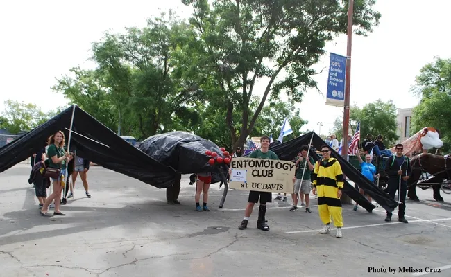 UC Davis Entomology Club members "walk" the black widow spider in the UC Davis Picnic Day Parade. From left are Eliza Litsey, Ben Maples (in spider abdomen), Chloe Shott (in spider cephalothorax), Darian Dungey (holding sign), James Heydon, James Fong (in bee costume), Crystal Homicz, and Diego Rivera. (Photo by Melissa Cruz)