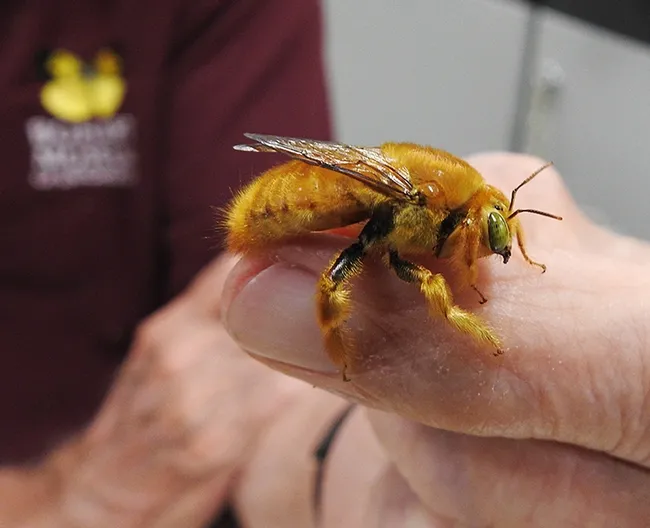 A close-up of a male Valley carpenter bee, Xylocopa varipuncta, held by Robbin Thorp, distinguished emeritus professor of entomology at UC Davis.