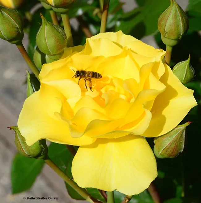 Although honey bees prefer such flowers as lavender, borage, bee balm, catmint and zinnia, they cannot resist the Sparkle and Shine. (Photo by Kathy Keatley Garvey)