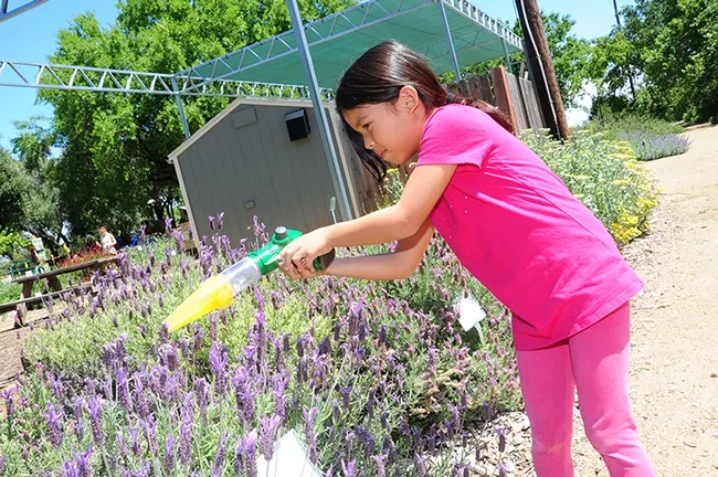 Chloe Jerng, 8, of Davis, who is doing research on bees for a school project, scoops up a honey bee in a catch-and-release device for up-close observation.