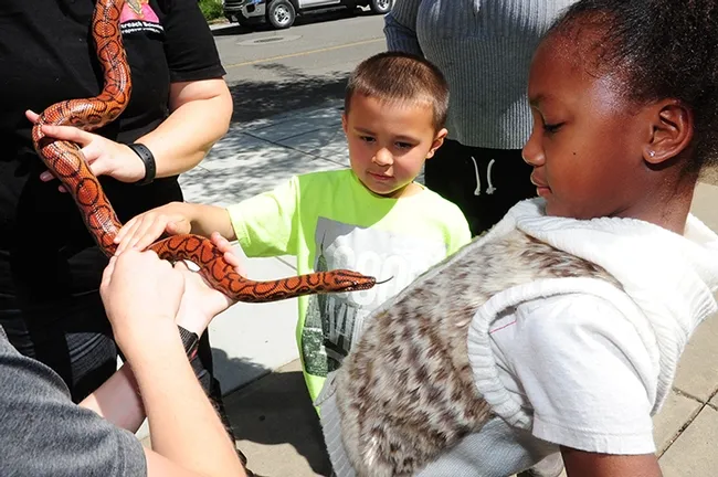 A rainbow boa inches closer to Amiyah Robinson, 8, while William Parsons, 6, watches. The Papaya Pythons owner explained "He thinks you're a tree." Amiyah's mother, Chelsy, works for Human Resources, and William's father, Justin Parsons, with the Chancellor's and Provost Office. (Photo by Kathy Keatley Garvey)