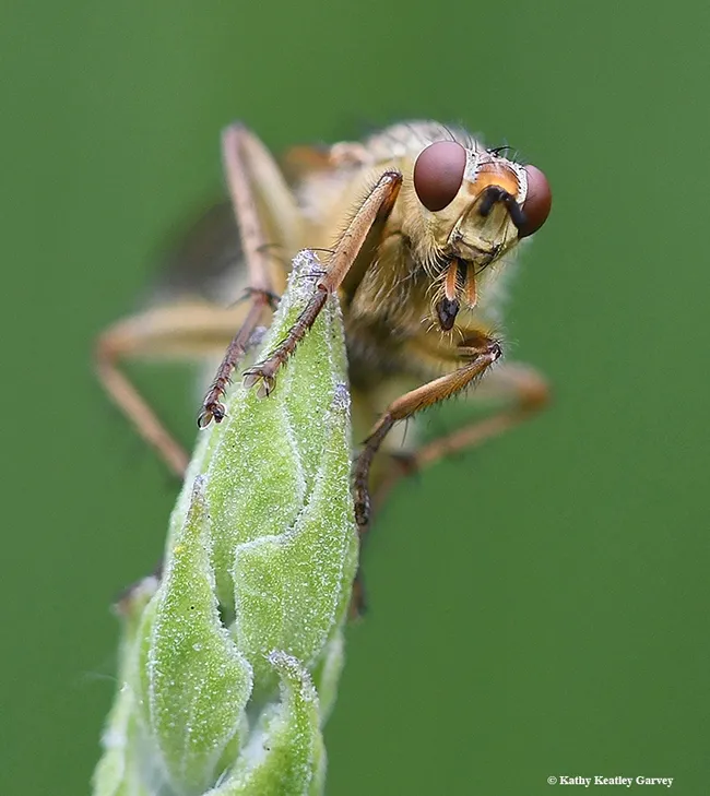 A golden dung fly, Scathophaga stercoraria, perched on lavender, stares at the photographer on Mother's Day. (Photo by Kathy Keatley Garvey)
