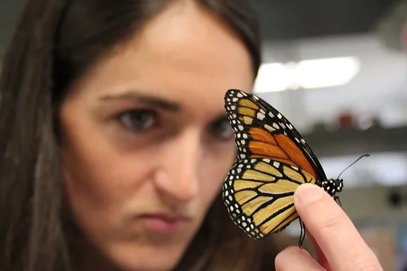 Christine Merlin, shown here examining a monarch butterfly, will speak on "The Monarch Butterfly Circadian Clock: from Clockwork Mechanisms to Control of Seasonal Migration" on May 31 at UC Davis. (Texas A&M Photo)
