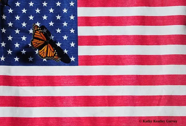 Two icons: the American flag, which represents our democracy, and the monarch butterfly, which is linked to a monarchy. The common name, "monarch," refers to "The Prince of Orange" who would later become known as King William III of England." (Photo by Kathy Keatley Garvey)
