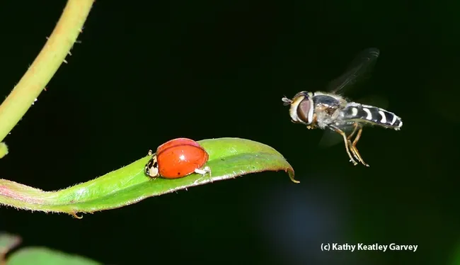 "Let's try this again! I'm coming in. Wait, turn around, will ya!" Syrphid fly caught in flight. (Photo by Kathy Keatley Garvey)