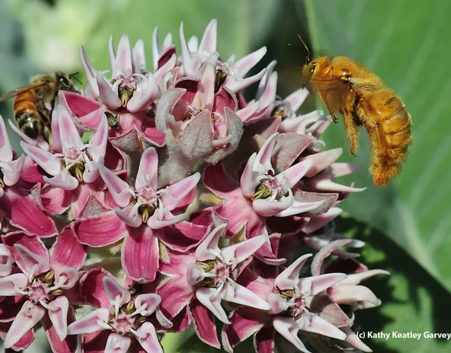 A male Valley carpenter bee, Xylocopa varipuncta (aka "teddy bear bee"), heads for the showy milkweed, Asclepias speciosa. A honey bee is already there. (Photo by Kathy Keatley Garvey)