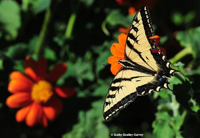 The blue: The blue spots in the tail of the Western tiger swallowtail, Papilio rutulus. (Photo by Kathy Keatley Garvey)