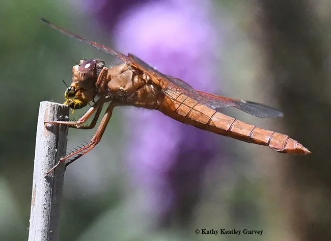 A red flameskimmer dragonfly (Libellula saturata) with her prey, a female sweat bee, Halictus ligatus, as identified by Robbin Thorp, distinguished emeritus professor of entomology at UC Davis. The gender of the flamekimmer identified by Kathy Claypool Biggs. (Photo by Kathy Keatley Garvey)