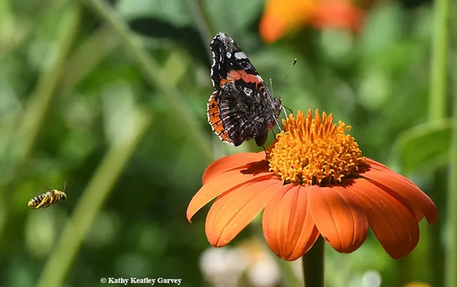 A territorial male long-horned bee, probably Melissodes agilis, targets a Red Admiral, Vanessa atalanta. (Photo by Kathy Keatley Garvey)