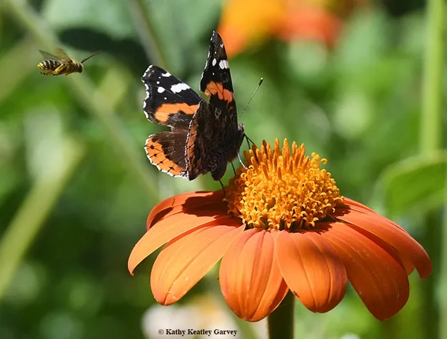 The long-horned bee makes a "bee line" for the butterfly, a Red Admiral. (Photo by Kathy Keatley Garvey)