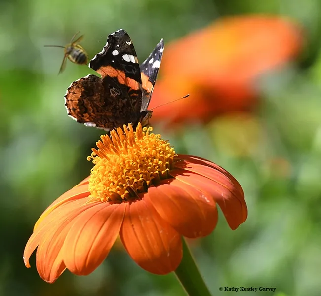 The bee slams into the butterfly and takes off for another round. (Photo by Kathy Keatley Garvey)