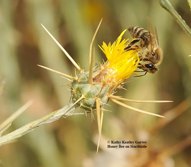 A honey bee foraging on star thistle, Centaurea solstitialis. It's an invasive weed but makes great honey, beekeepers and honey connoisseurs say. (Photo by Kathy Keatley Garvey)