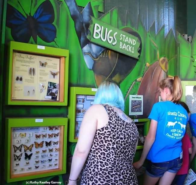 Bug enthusiasts get a closer look at the specimens shown by the Bohart Museum of Entomology. (Photo by Kathy Keatley Garvey)