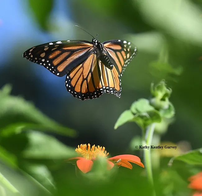 Oops! Time to leave. This male monarch was spooked by longhorn bees targeting him as he nectared on the Tithonia. (Photo by Kathy Keatley Garvey)