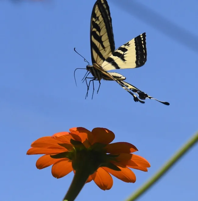 Western tiger swallowtail, interrupted by a male territorial longhorn bee, decides the Mexican sunflower is not "big enough for both of us." (Photo by Kathy Keatley Garvey)