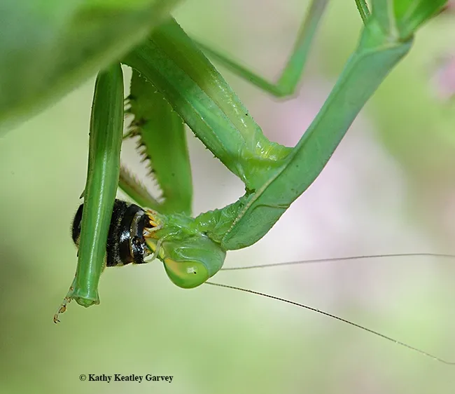 Nature's way; praying mantis devours her meal. The longhorn bee, probably a Melissodes agilis, erred in flying too close to the predator. (Photo by Kathy Keatley Garvey)