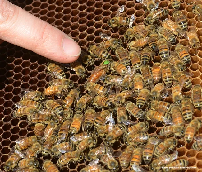 Pointing out the queen bee. (Photo by Kathy Keatley Garvey)