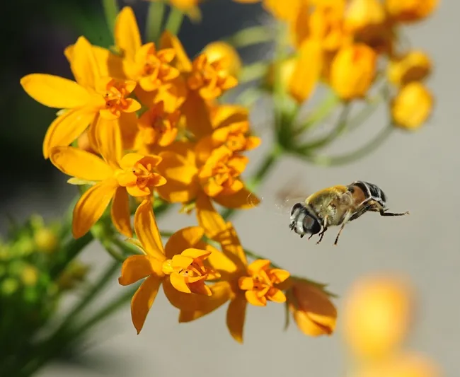 Eristalis stipator in flight. (Photo by Kathy Keatley Garvey)