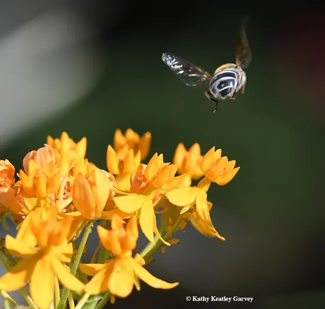 See you! Off flies Eristalis stipator, heading for another blossom. (Photo by Kathy Keatley Garvey)