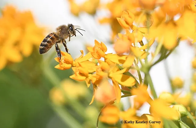 A honey bee heads over the top of a tropical milkweed. (Photo by Kathy Keatley Garvey)