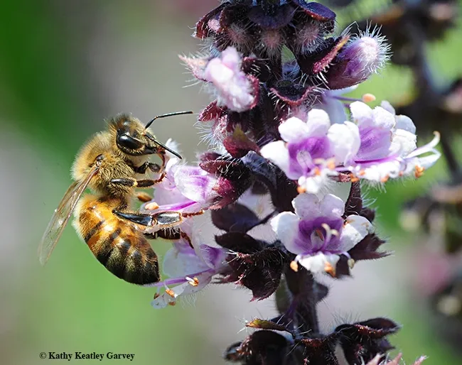 A honey bee nectaring on African blue basil during the partial solar eclipse in Vacaville, Calif. (Photo by Kathy Keatley Garvey)