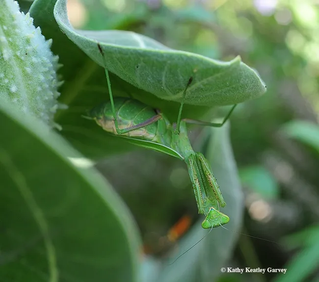 A praying mantis, a female Stagmomantis limbata (as identified by Andrew Pfeifer) lurks beneath a milkweed leaf during the partial eclipse in Vacaville, Calif. (Photo by Kathy Keatley Garvey)