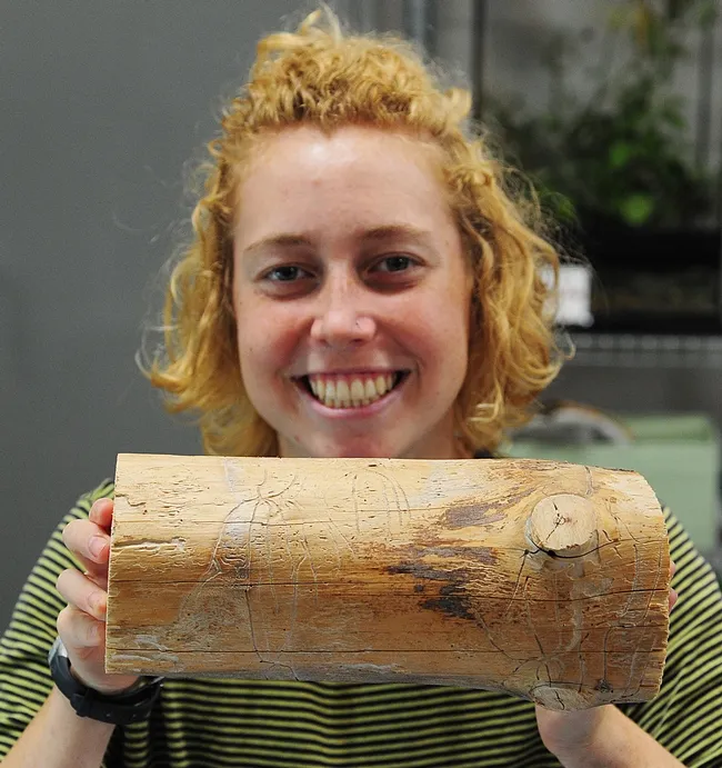Bohart Museum of Entomology volunteer Riley Gilmartin of Davis shows a chunk of wood with beetle galleries. (Photo by Kathy Keatley Garvey)