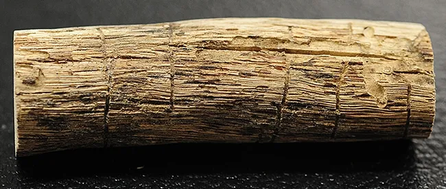 Close-up of beetle galleries. (Photo by Kathy Keatley Garvey)