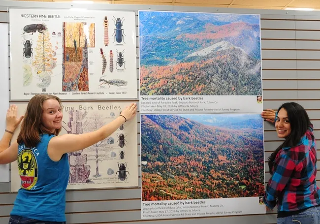 Hanging posters in preparation for the Bohart Museum of Entomology open house on Aug. 27 are Steve Seybold lab associates Crystal Homicz (left), a UC Davis undergraduate student and research assistant, and entomologist Megan Siefker, a junior specialist in the Seybold lab, UC Davis Department of Entomology and Nematology. Siefker received her bachelor's degree in entomology in December, 2014 and Homicz is majoring in animal biology. (Photo by Kathy Keatley Garvey)