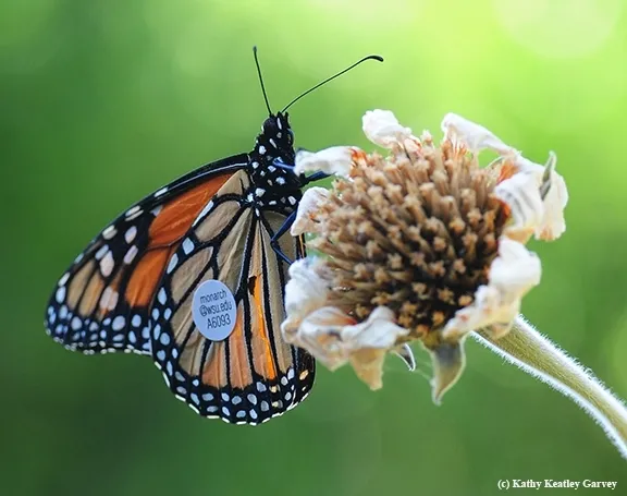 This 2016 tagged monarch butterfly flew 285 miles in 7 days from Ashland, Ore. on Aug. 28 to Vacaville, Calif., on Sept. 5, or about 40.7 miles per day, according to WSU entomologist David James. (Photo by Kathy Keatley Garvey)