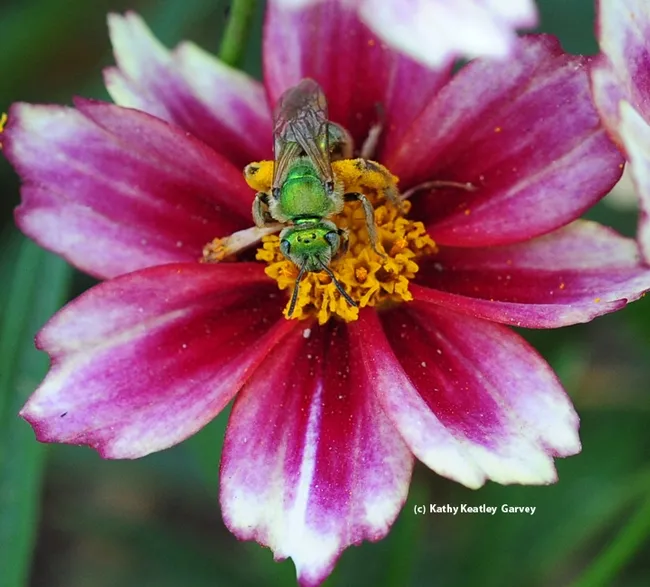 A female ultra green sweat bee, Agapostemon texanus, on Coreopsis tinctora 'Mahogany.' (Photo by Kathy Keatley Garvey)