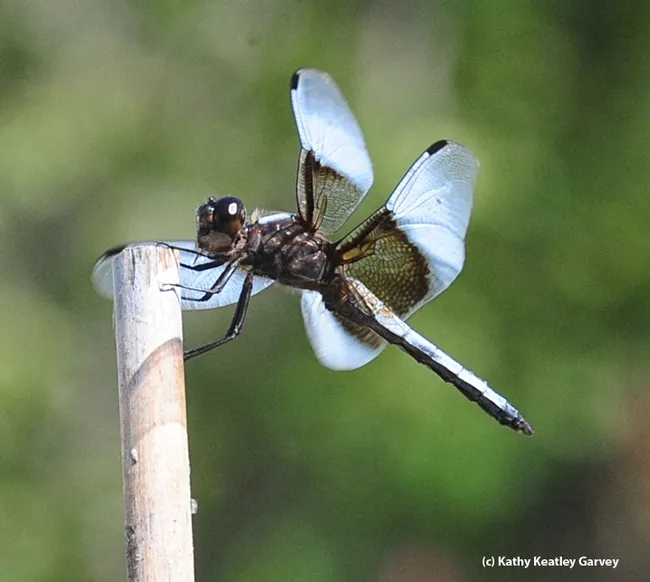 A mature male Libellula luctuosa, aka “Widow Skimmer," perches on a bamboo stake in a Vacaville pollinator garden. (Photo by Kathy Keatley Garvey)