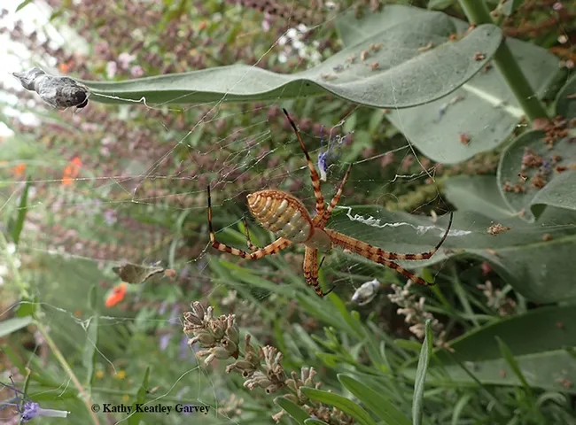 A banded garden spider, Argiope trifasciata, stretches out near its wrapped bee in a Vacaville, Calif. pollinator garden. (Photo by Kathy Keatley Garvey)