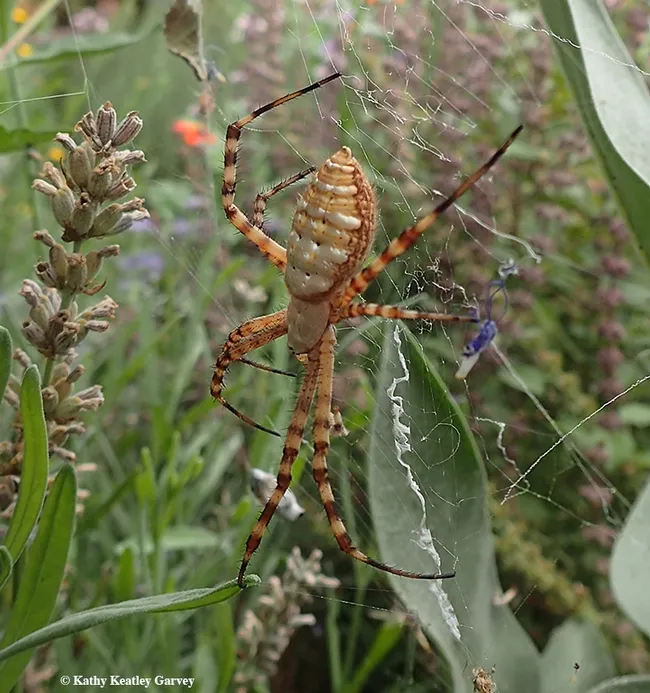 Close-up of the banded garden spider, Argiope trifasciata. Argiope is Latin for “with bright face” while trifasciata is Latin for “three-banded.” (Photo by Kathy Keatley Garvey)