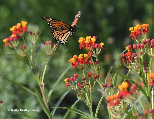 A male monarch heads for another flower on tropical milkweed, Asclepias curassavica, in Vacaville, Calif. (Photo by Kathy Keatley Garvey)