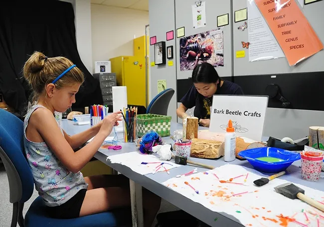 Natalie Seybold (left) works on bark beetle art. In the background is Bohart Museum associate Mai Lundy. (Photo by Kathy Keatley Garvey)