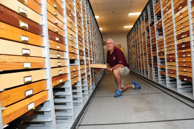 Entomologist Jeff Smith curates the butterfly and moth collection at the Bohart Museum of Entomology. (Photo by Kathy Keatley Garvey)