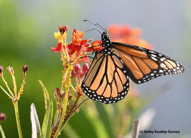 A monarch sips nectar from a tropical milkweed. (Photo by Kathy Keatley Garvey)