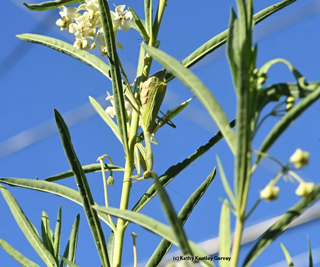 Hmm...where are you, my little buddy? The female praying mantis looks around for the male. (Photo by Kathy Keatley Garvey)