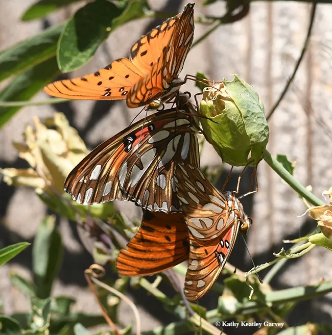 Three is still a crowd. The two Gulf Frits have an univited guest. (Photo by Kathy Keatley Garvey)
