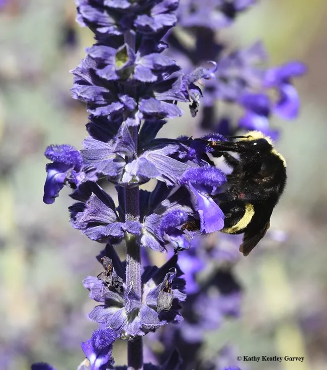 A yellow-faced bumble bee, Bombus vosnesenskii, nectaring on Salvia 'Indigo Spires' in Kate Frey's pollinator garden at the Sonoma Cornerstone. (Photo by Kathy Keatley Garvey)