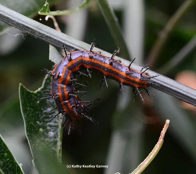 A Gulf Fritillary caterpillar continues to munch the Passiflora leaves. (Photo by Kathy Keatley Garvey)